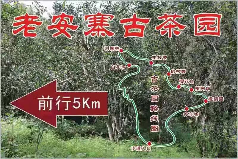 2023年普洱老安寨古樹春茶品質(zhì)如何？