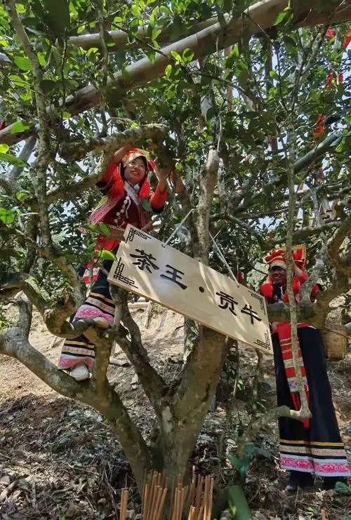 2023年普洱老安寨古樹春茶多少一公斤？