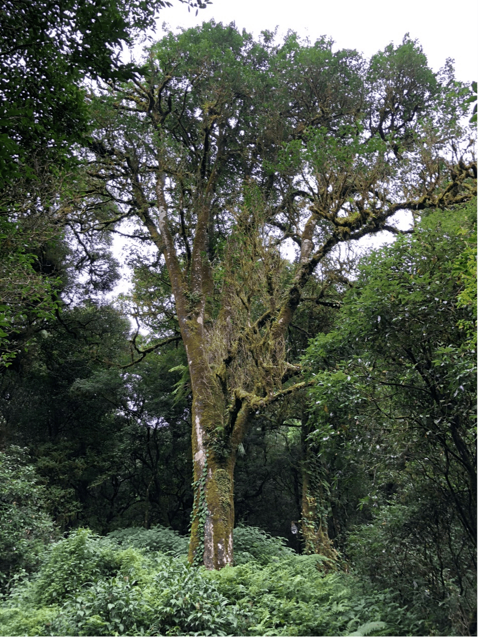 2023年千家寨古樹春茶價(jià)格是多少？