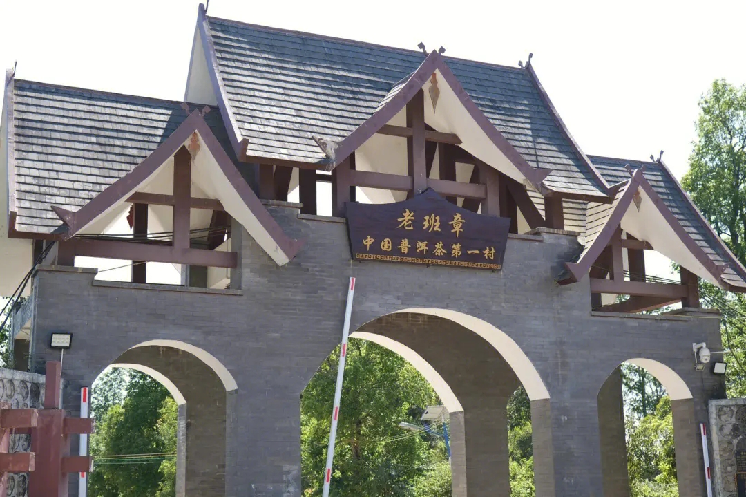 2024年老班章古樹春茶價格是多少？