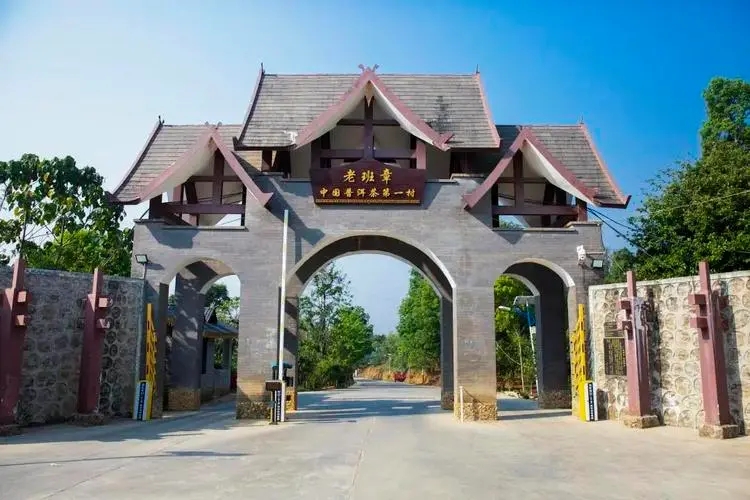 2024年老班章古樹春茶口感是什么？