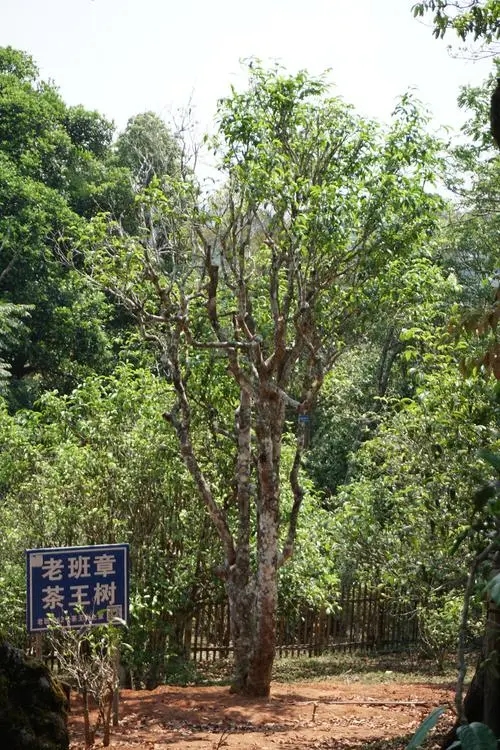 2024年老班章古樹(shù)春茶特點(diǎn)是什么？