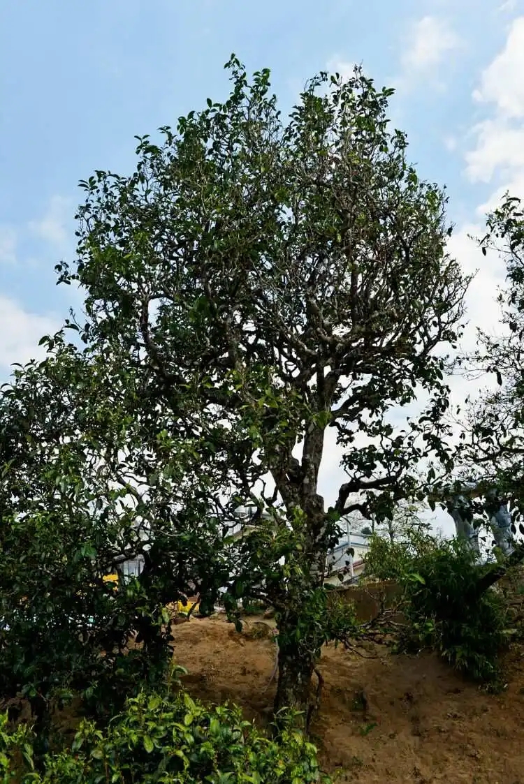 2024年冰島老寨古樹春茶口感是什么？