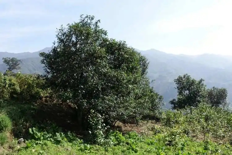 2024年冰島老寨古樹春茶特點是什么？