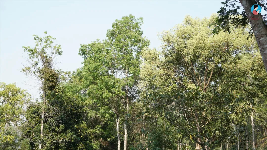 2024年曼松古樹(shù)春茶多少錢一公斤？