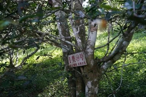 2024年薄荷塘古樹春茶特點是什么？