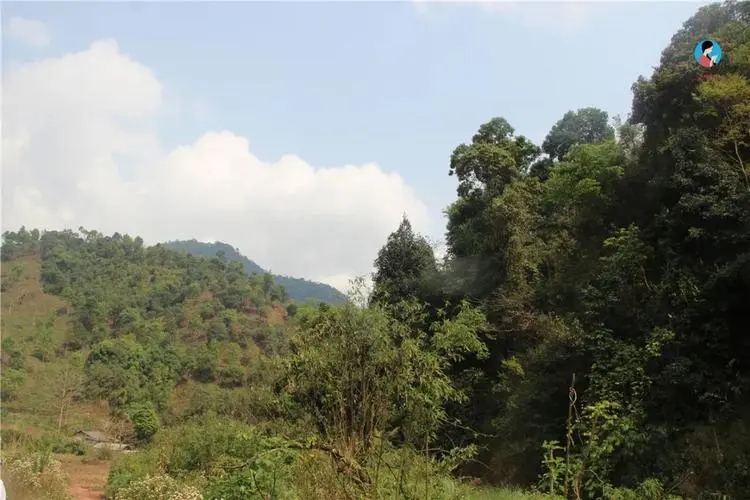 2024年薄荷塘古樹(shù)春茶品質(zhì)怎么樣？