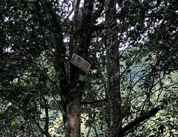 2024年薄荷塘古樹春茶多少錢一公斤？