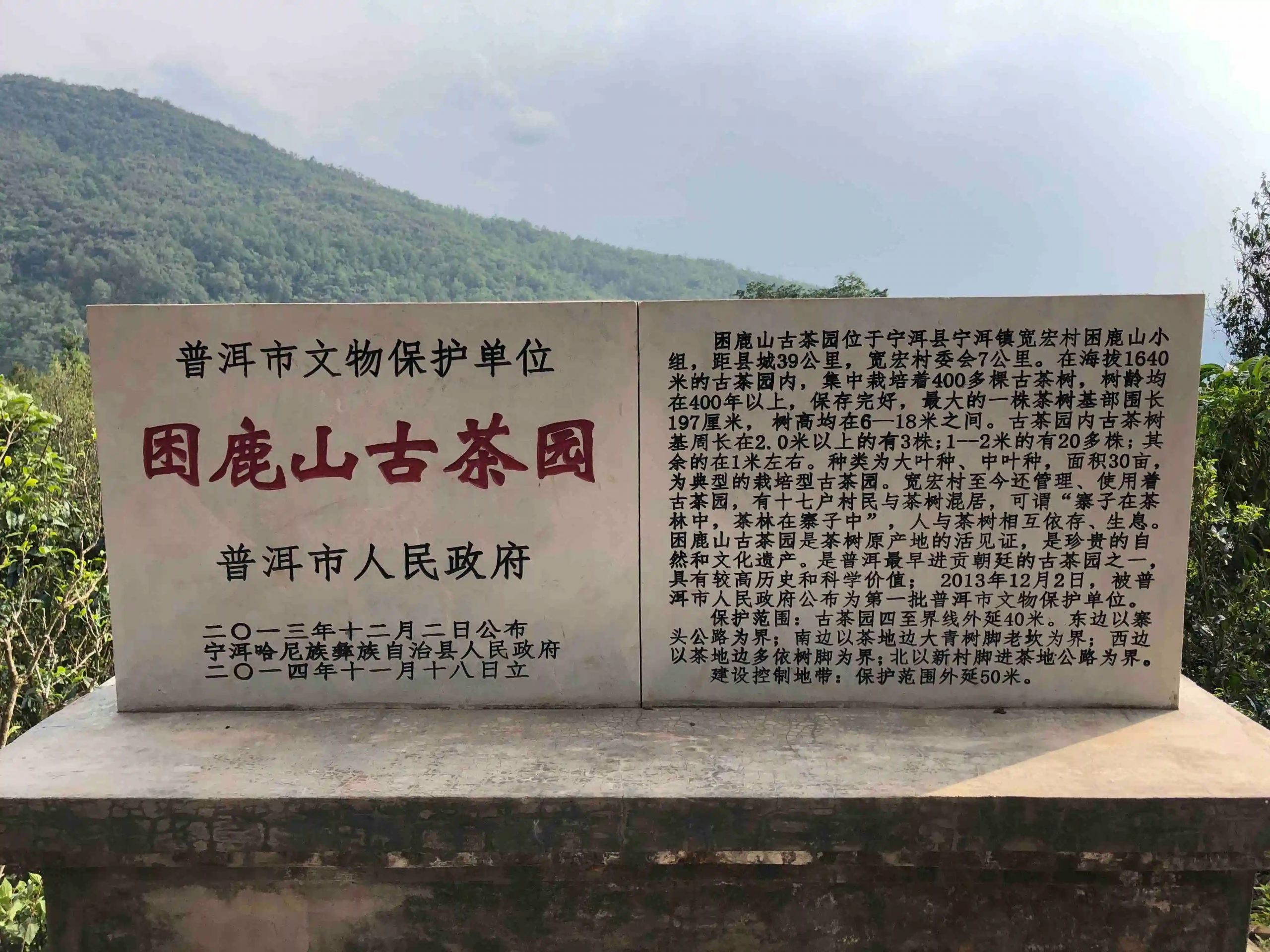 2024年困鹿山古樹春茶品質(zhì)怎么樣？