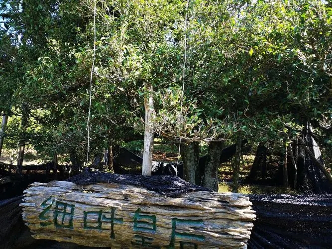 2024年困鹿山古樹春茶口感如何？