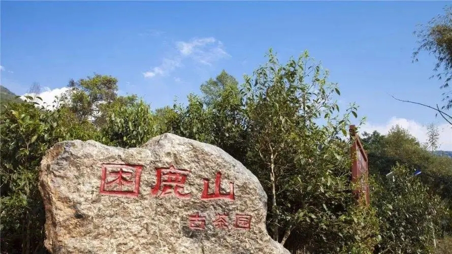 2024年困鹿山古樹春茶特點是什么？