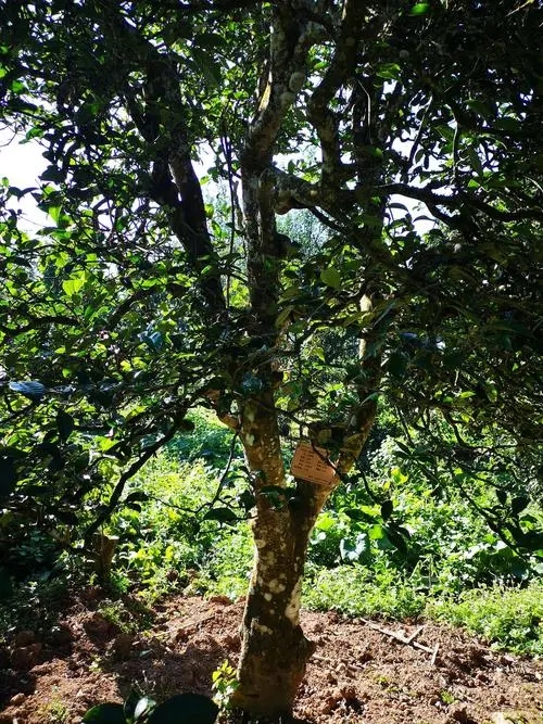 2024年困鹿山古樹春茶多少錢一公斤?