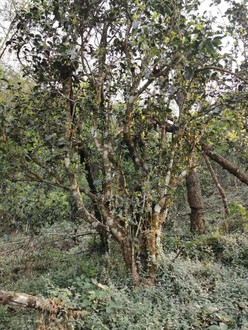 2024年迷帝古樹春茶口感如何？