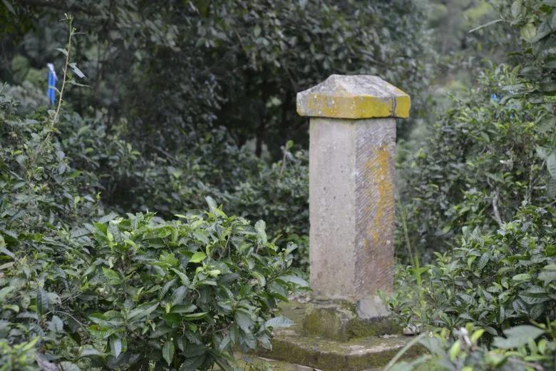 2024年迷帝古樹(shù)春茶價(jià)格是多少？