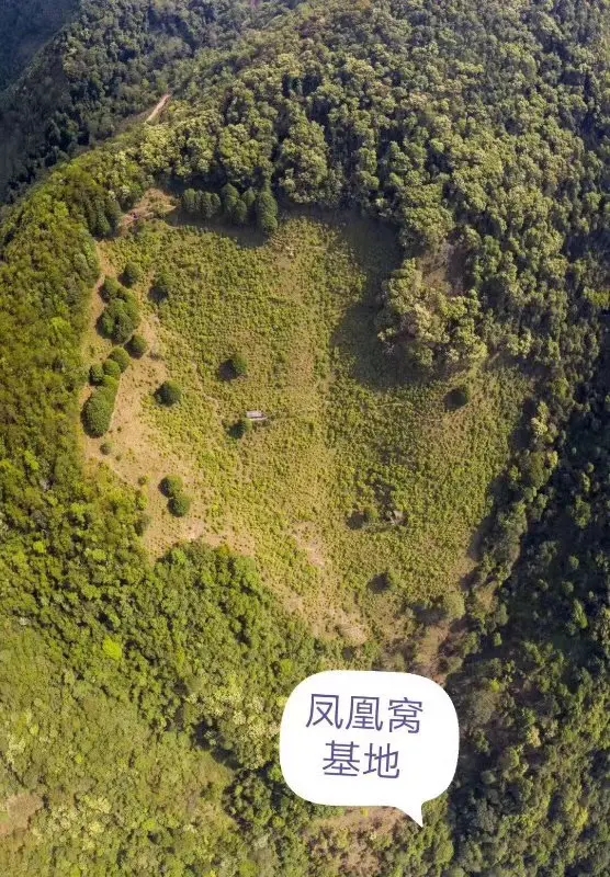 2024年墨江鳳凰窩古樹春茶口感如何？