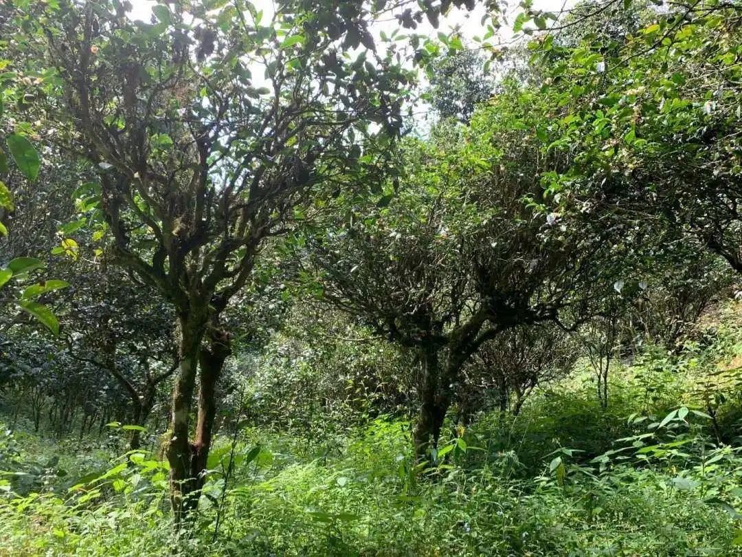 2024年墨江鳳凰窩古樹春茶品質(zhì)怎么樣？