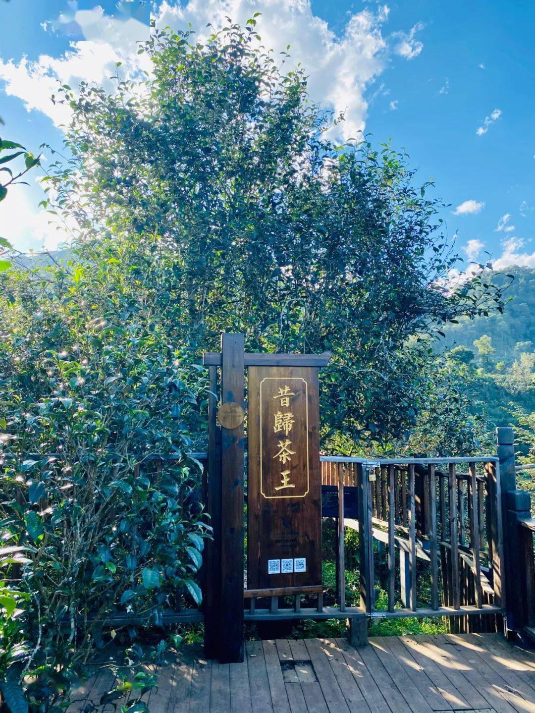 2024年昔歸古樹春茶品質(zhì)如何？