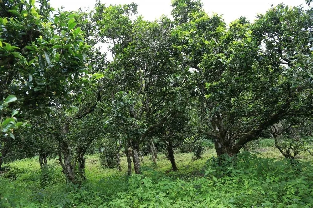 2024年昔歸古樹春茶價(jià)格是多少？