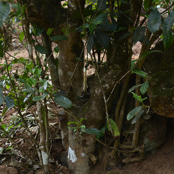 2024年磨烈古樹春茶口感怎么樣？