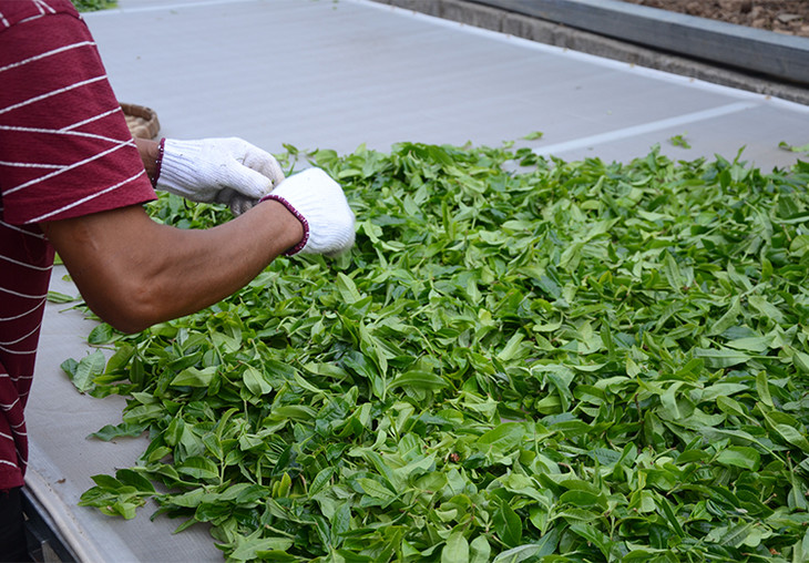 2024年磨烈古樹春茶特點是什么？