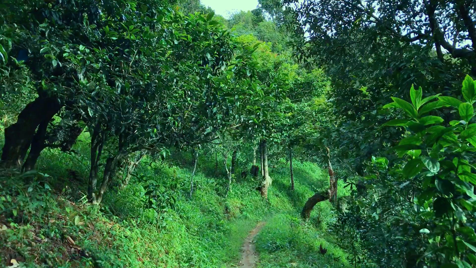 2024年磨烈古樹春茶品質(zhì)如何？