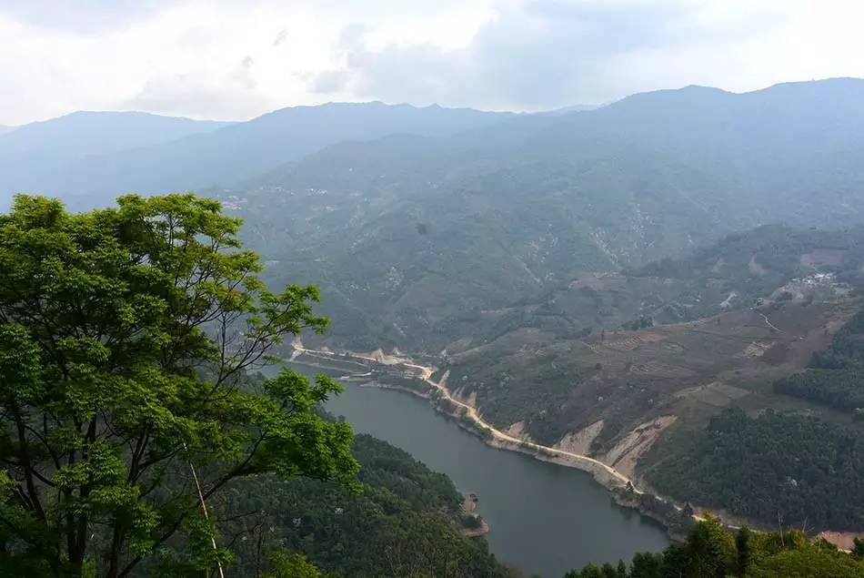 2024年磨烈古樹春茶多少錢一公斤？