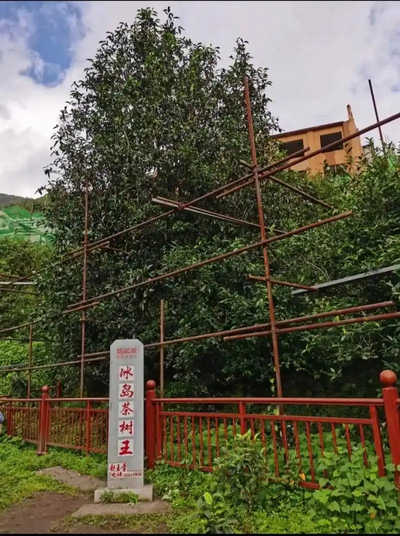 冰島老寨詳細(xì)介紹口感!