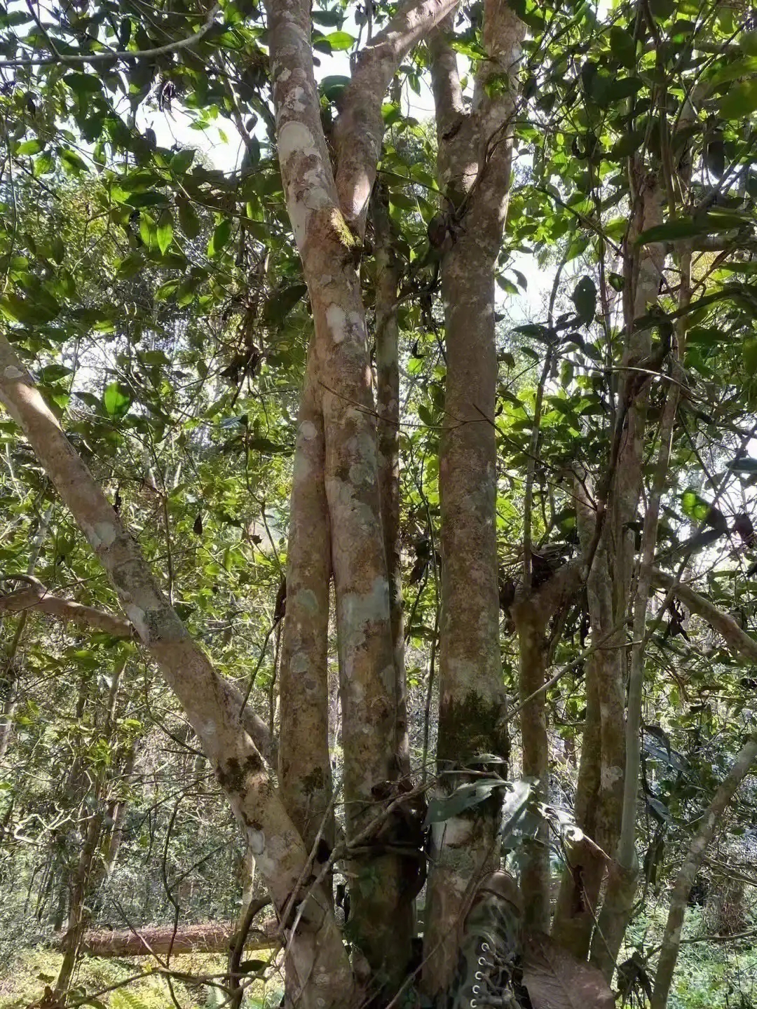 【薄荷塘】普洱茶為什么叫高桿茶？