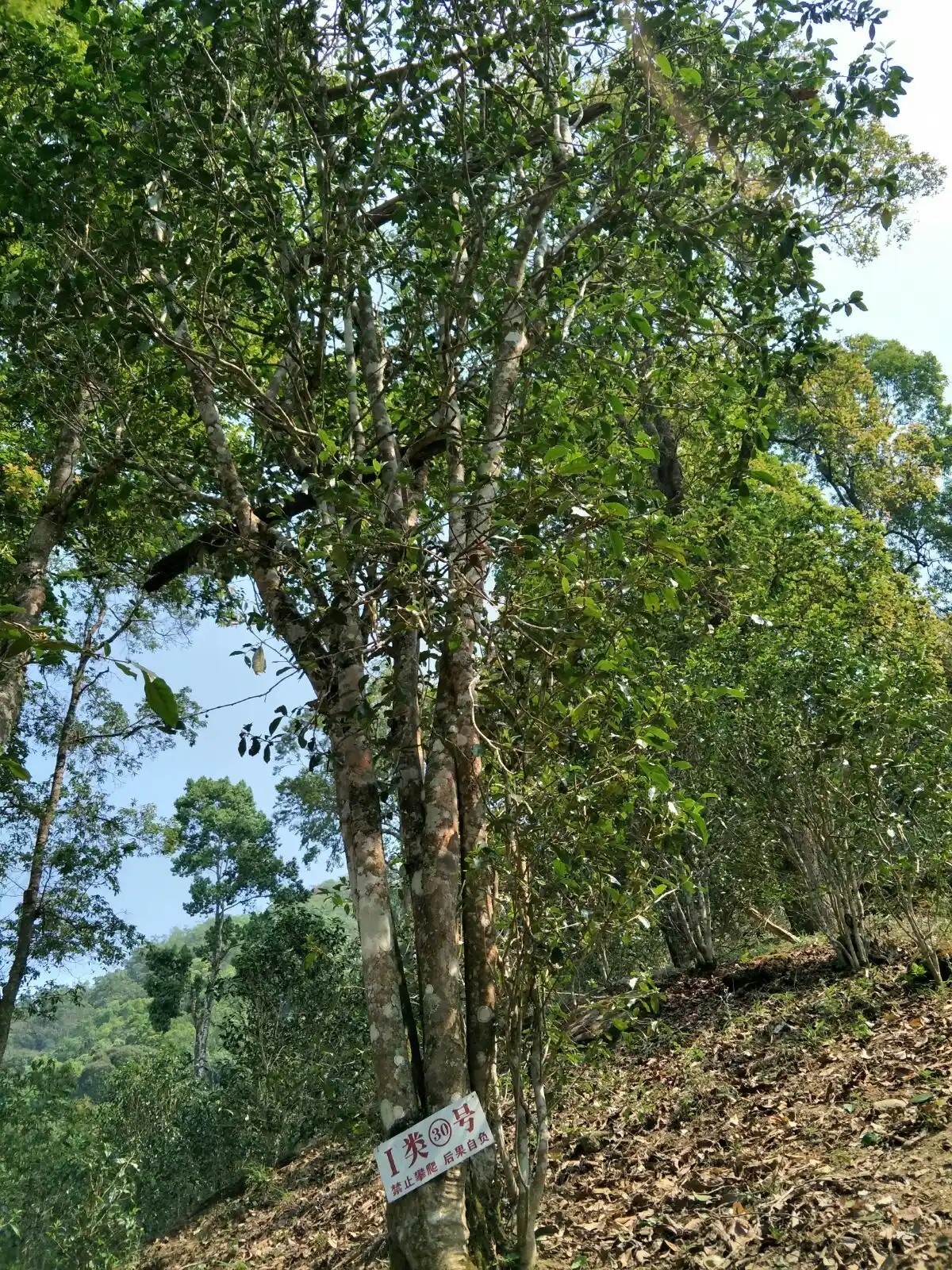 野境王者、普洱巔峰！薄荷塘成為普洱無冕之王的十大原因