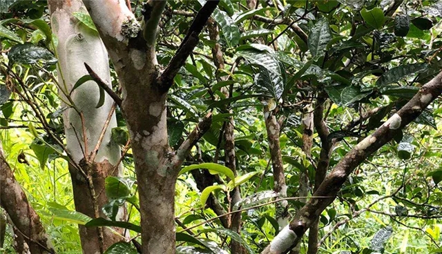 2025年易武古樹春茶品質(zhì)怎么樣？