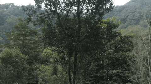 2025年易武古樹春茶價(jià)格是多少？