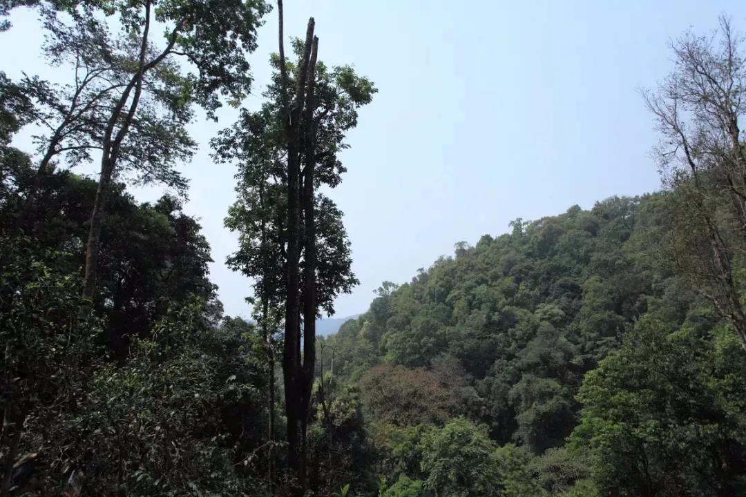 2025年易武古樹(shù)春茶多少錢(qián)一公斤？