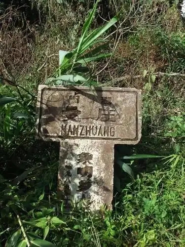 2025年蠻磚古樹春茶特點是什么？