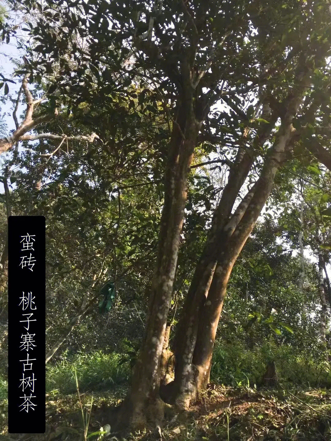 2025年蠻磚古樹春茶口感怎么樣？