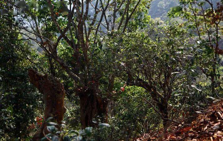 先有莽枝牛滾塘，之后才有普洱府