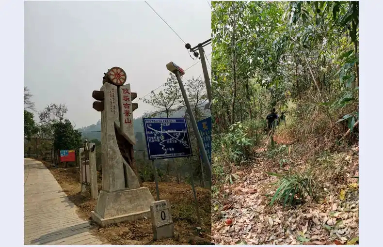 攸樂山古樹茶的特點(diǎn)