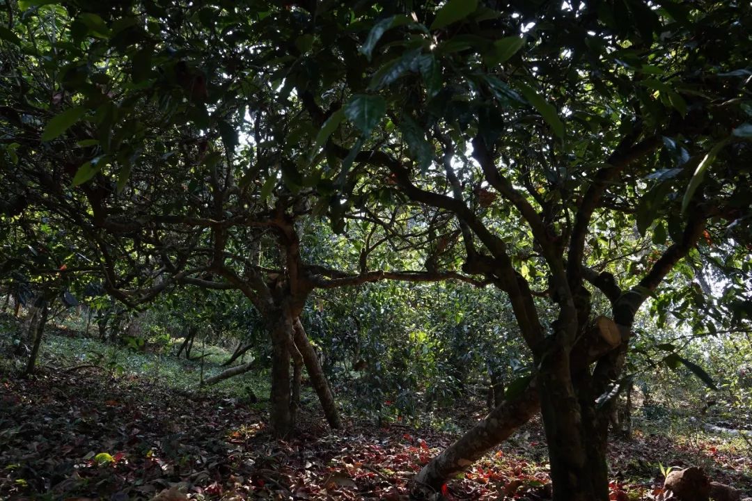 南糯山:云南茶業(yè)科研的發(fā)祥地